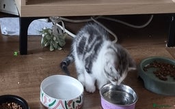 Persian cats for sale: A loveable Persian kitten - Image 31