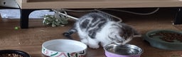 Mixed Breed cats for sale: A loveable Persian kitten - Advert 17