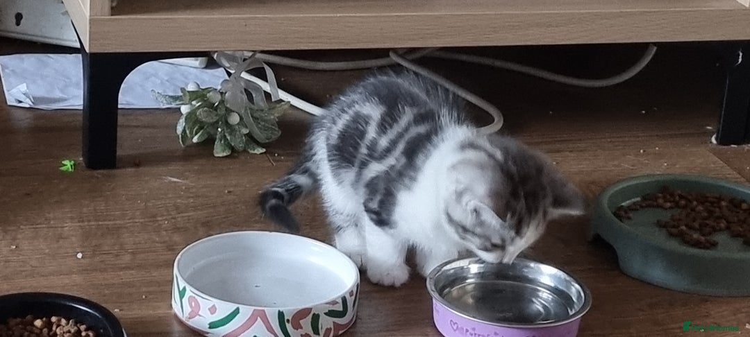 Persian cats for sale: A loveable Persian kitten - Image 31