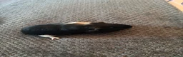 Guinea Pig rodents for sale: Two male Guinea pigs  in Penrith - Advert 1