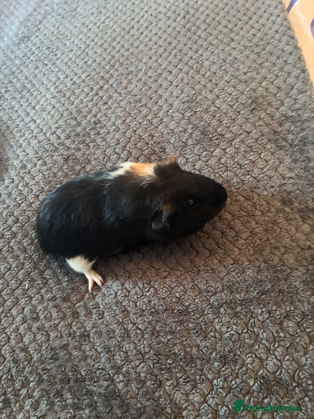 Guinea Pig rodents for sale: Two male Guinea pigs  in Penrith - Advert 1