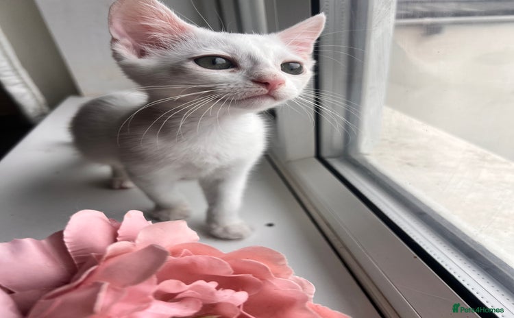 Turkish Van cats - Advert 1
