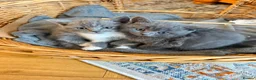 British Shorthair cats for sale: Two British shorthairs for sale  - Advert 2
