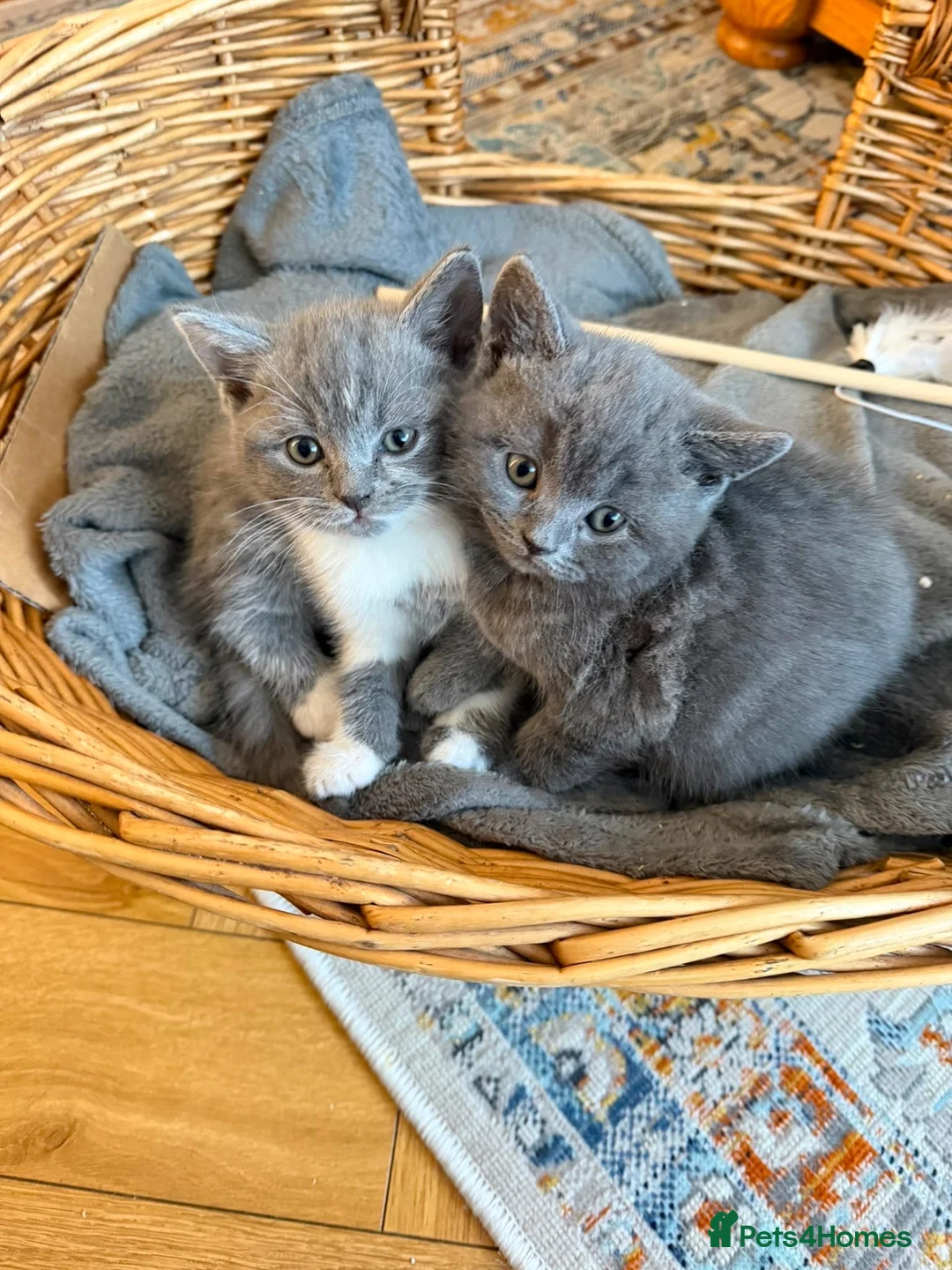 British Shorthair cats for sale: Two British shorthairs for sale  - Advert 2
