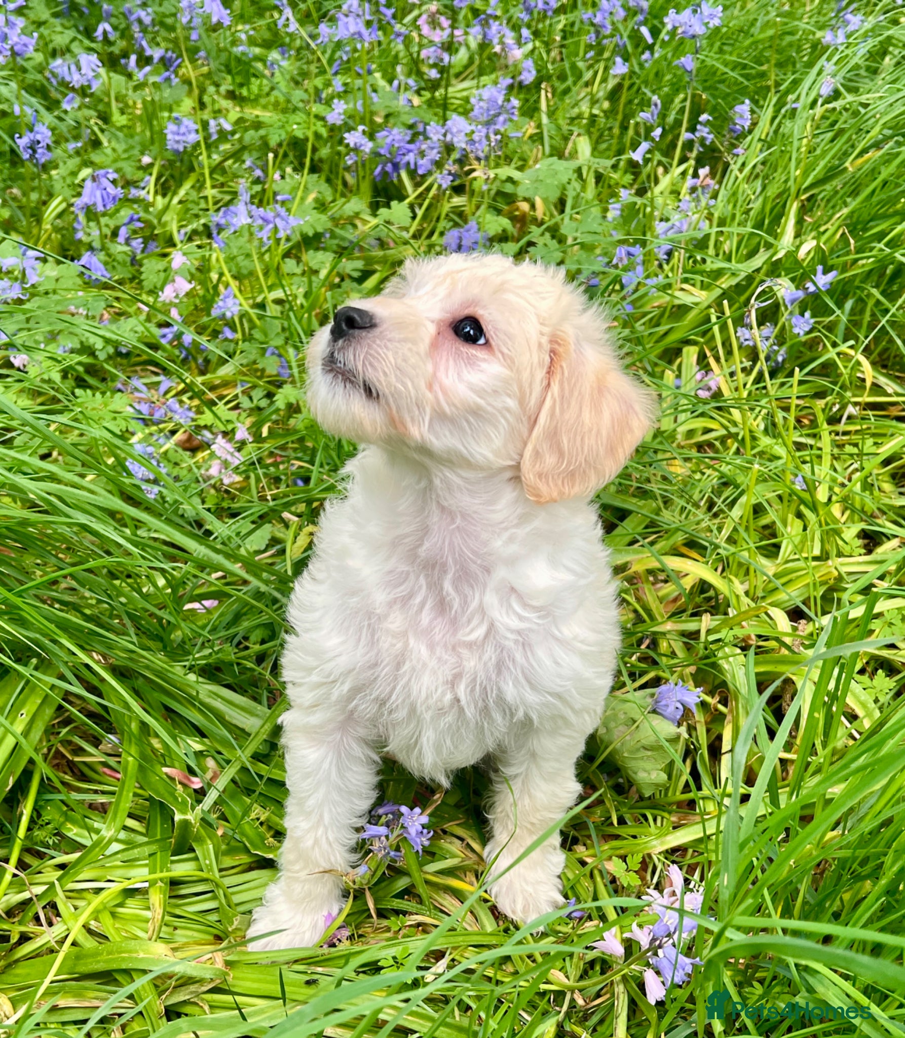 Labradoodle dogs F1b miniature labradoodles  - Advert 2