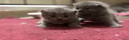 British Shorthair cats for sale: British shorthair new born kittens in London - Advert 6