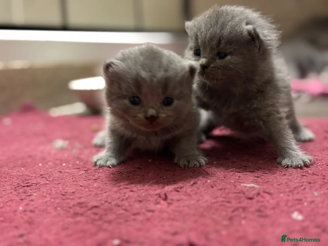 British Shorthair cats for sale: British shorthair new born kittens in London - Advert 6