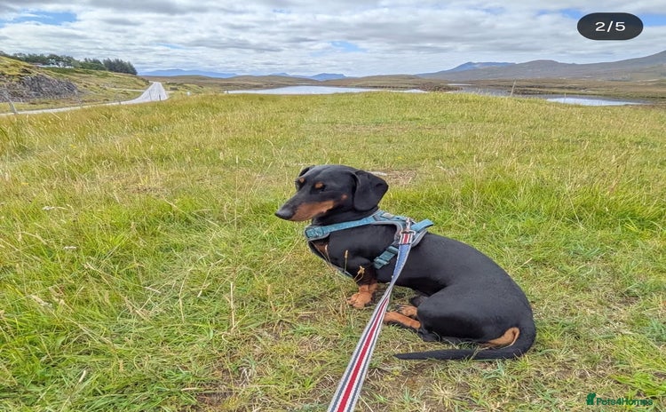 Dachshund dogs - Advert 1