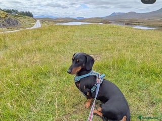 Dachshund dogs - Advert 9