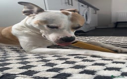 Mixed Breed dogs for sale: Staffy X Husky Pixie. - Image 4