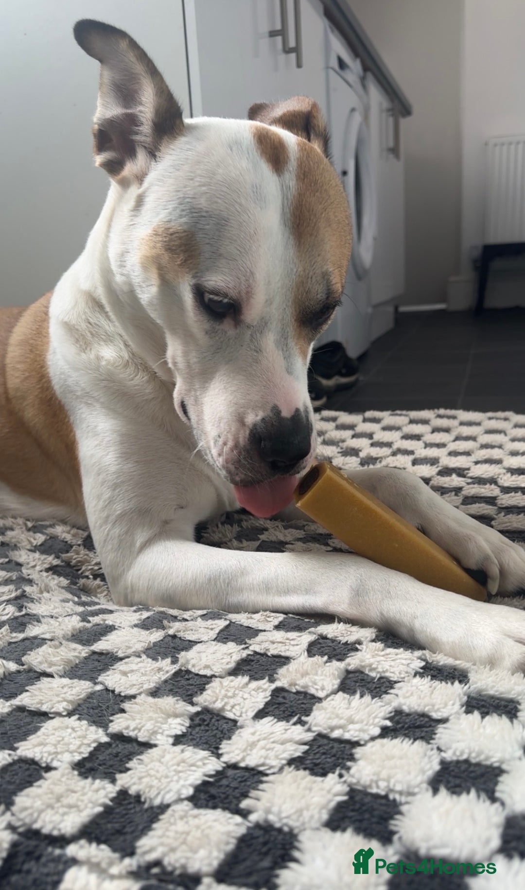 Mixed Breed dogs for sale: Staffy X Husky Pixie. - Image 4
