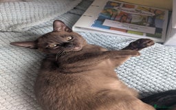Burmese cats for sale: 1 beautiful brown boy - Image 11