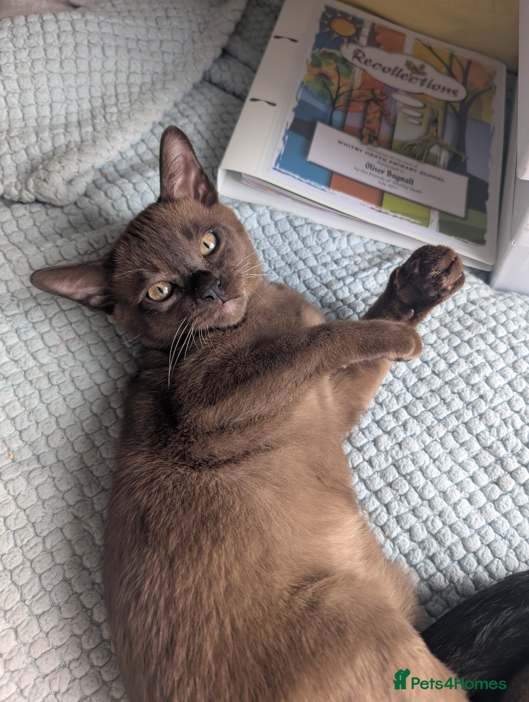 Burmese cats for sale: 1 beautiful brown boy - Image 11