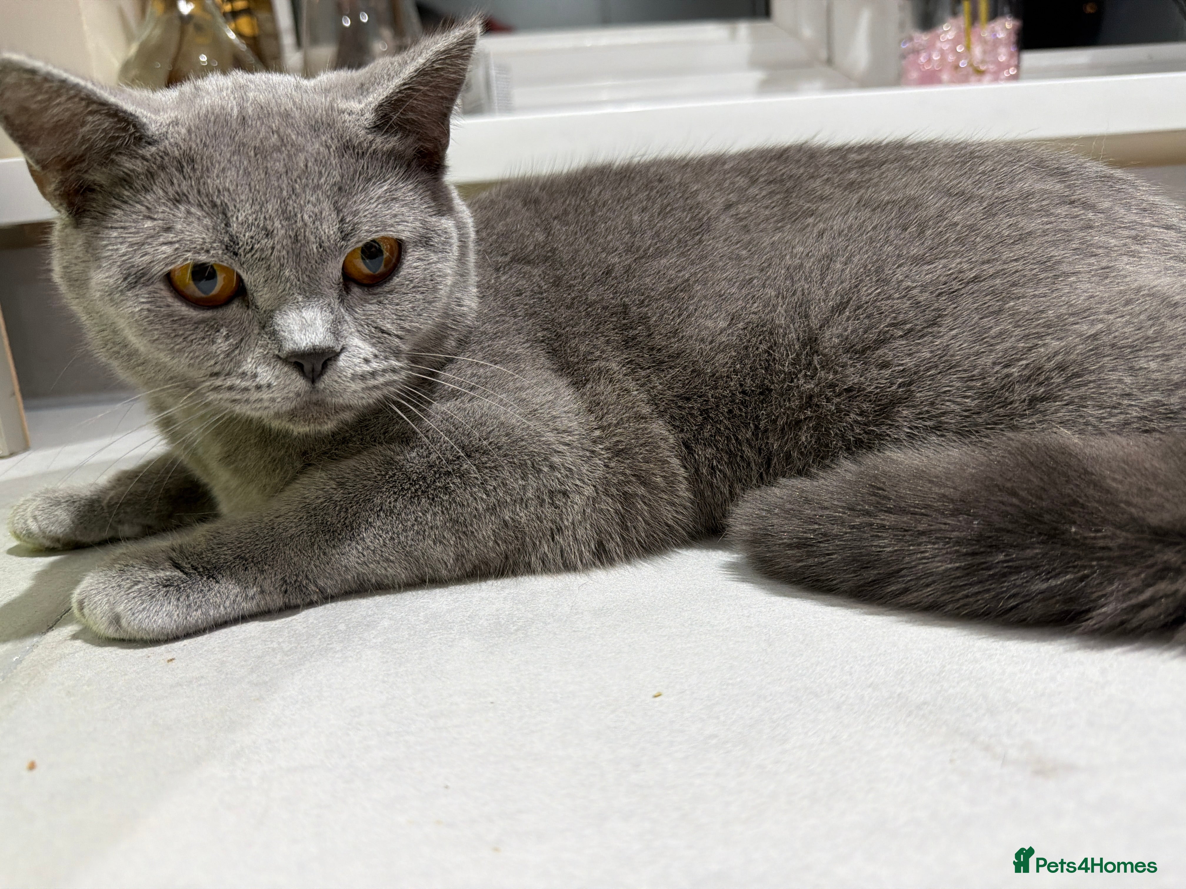 British Shorthair cats British shorthair  - Advert 2