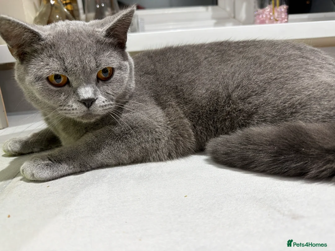 British Shorthair cats for sale: British shorthair  - Advert 1
