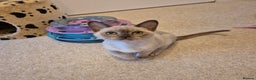 Burmese cats for sale: Beautiful Chocolate Female Burmese Kitten - Advert 10