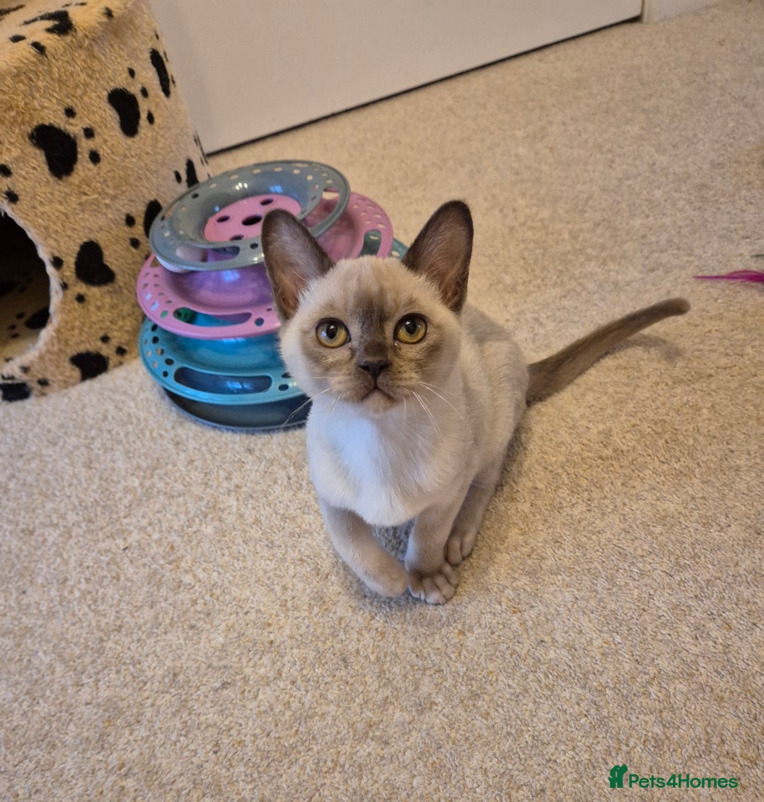 Burmese cats for sale: Beautiful Chocolate Female Burmese Kitten - Advert 10