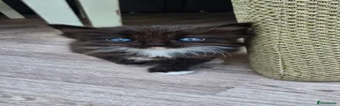 Ragdoll 1