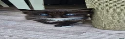 Ragdoll cats for sale: Last Ragdoll - Advert 2