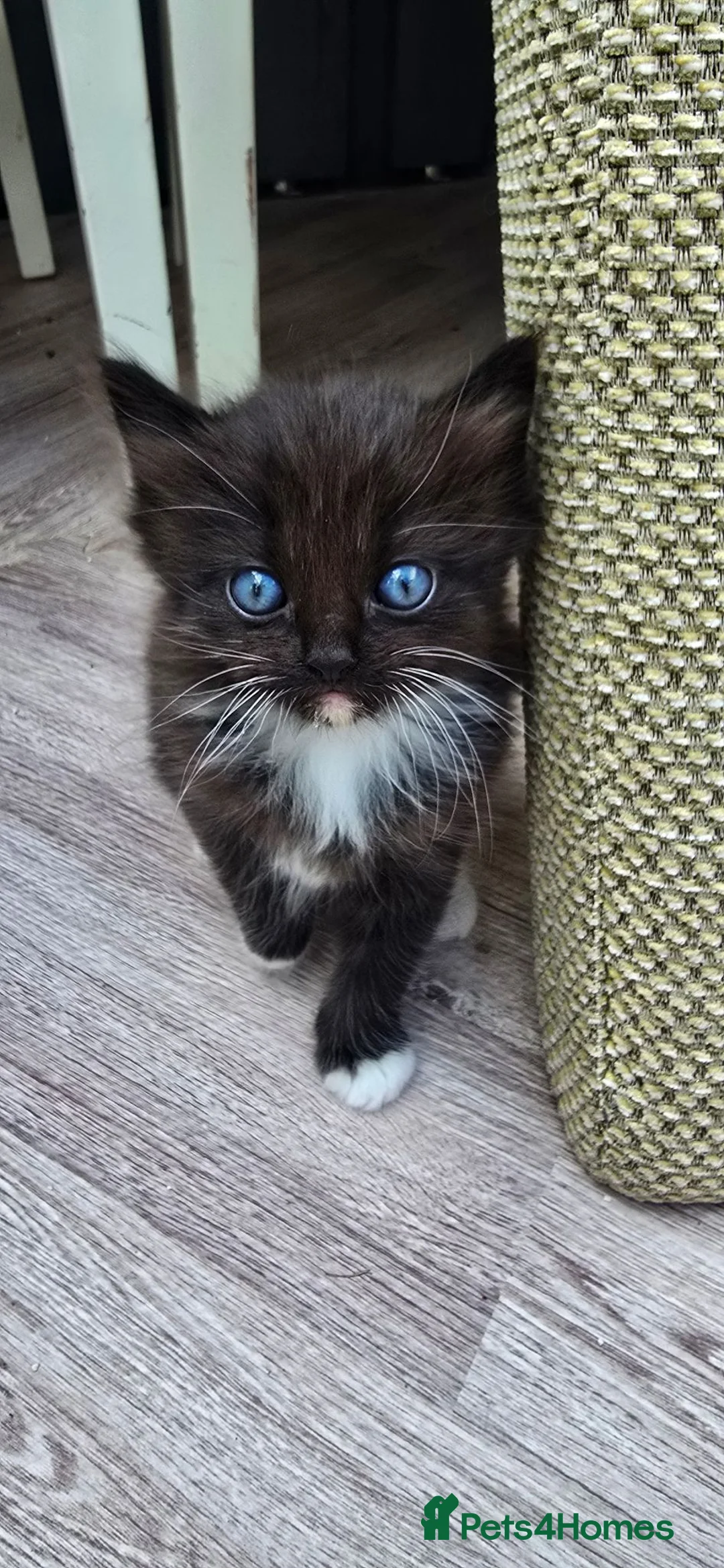 Ragdoll cats for sale: Last Ragdoll - Advert 2