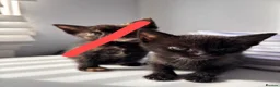 Mixed Breed cats for sale:     Healthy 7 Week Old Kittens (Ready Soon) in London - Advert 12