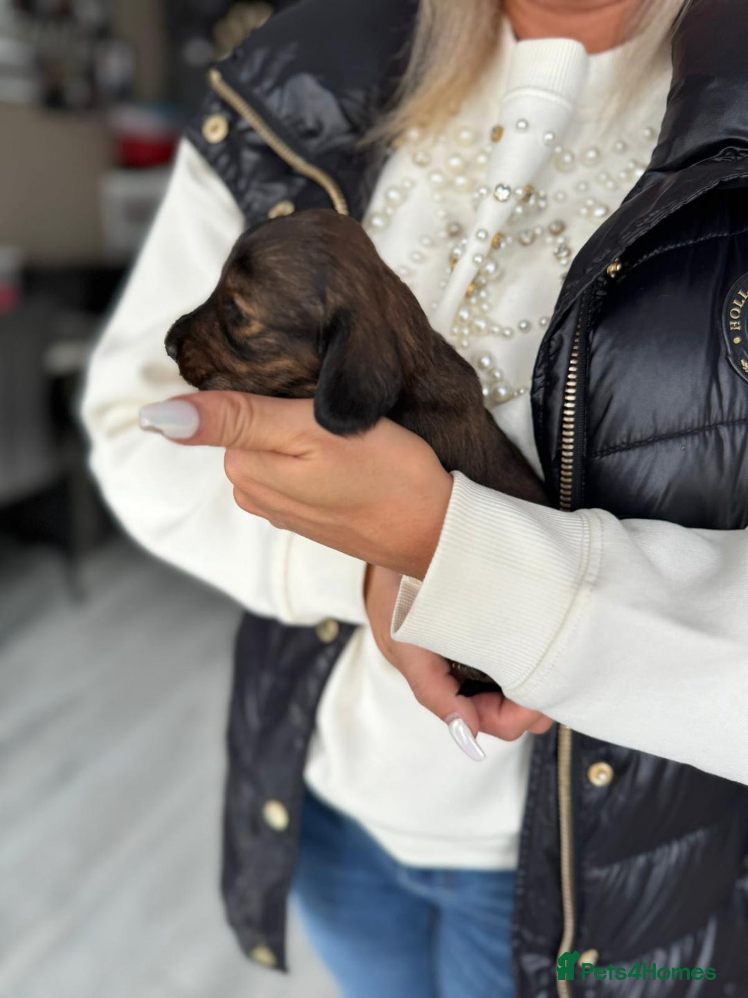 Miniature Dachshund dogs for sale: Miniature long-haired dachshunds - Image 15