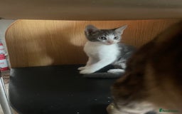 Bengal cats for sale: Two Bengal Cross kittens male and female - Image 11