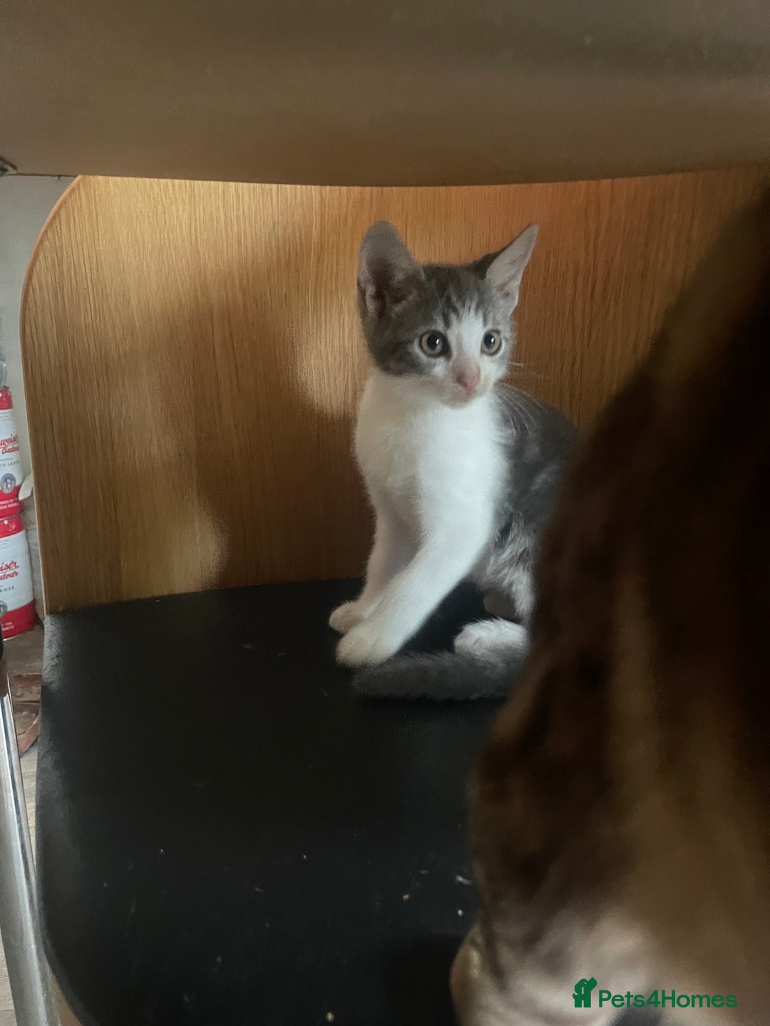 Bengal cats for sale: Two Bengal Cross kittens male and female - Image 11