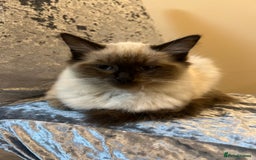 Ragdoll cats for sale: Ragdoll kitten - Image 5