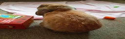 Dwarf Lop rabbits for sale: Dwarf Lop "house" Rabbit in Cannock - Advert 3