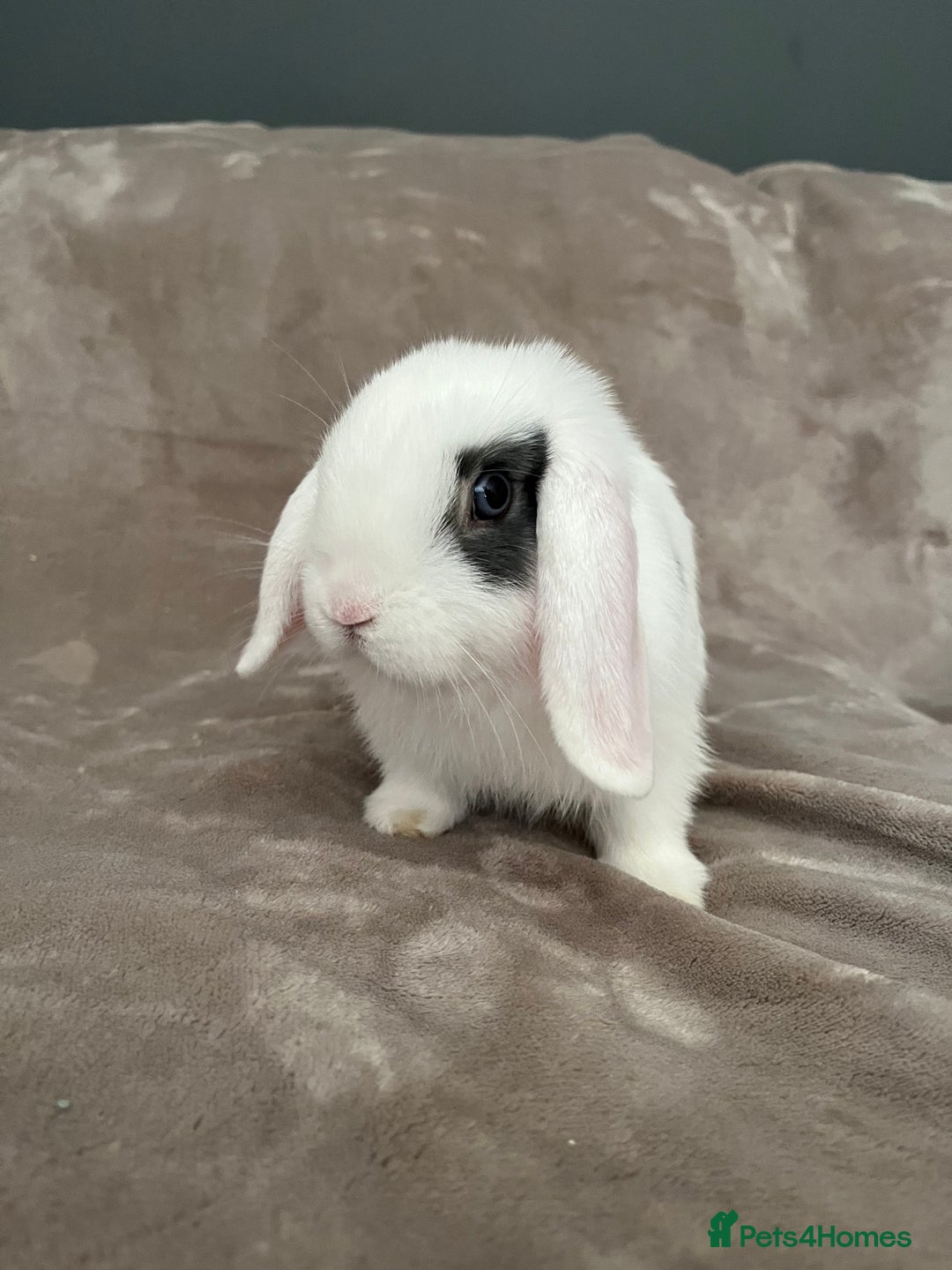 Mini Lop rabbits for sale: Mini lop for for sale - Image 1