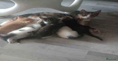 Mixed Breed cats - Advert 3
