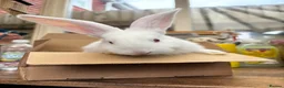 Continental Giant rabbits for sale: Continental Giant Rabbit  - Advert 2