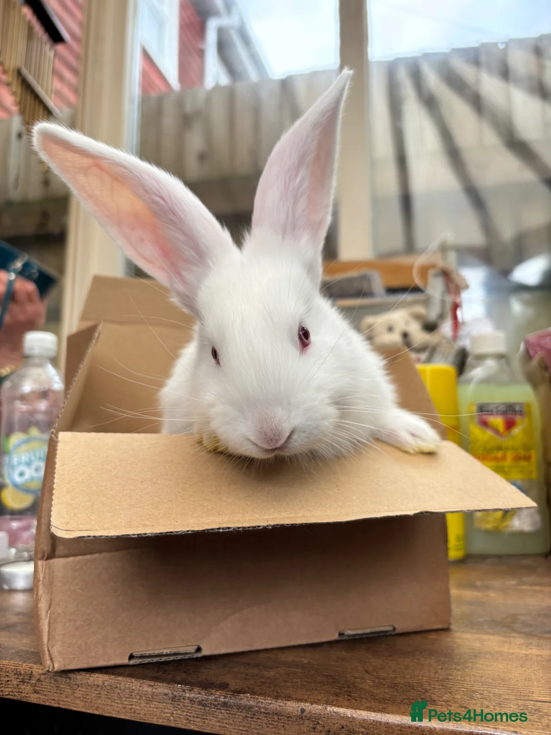 Continental Giant rabbits for sale: Continental Giant Rabbit  - Advert 2