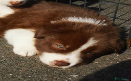 Border Collie dogs for sale: Stunning Fluffy Border Collies Puppies for Sale - Image 20