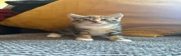 Mixed Breed cats for sale: Beautiful girl kittens in Ashford - Advert 2