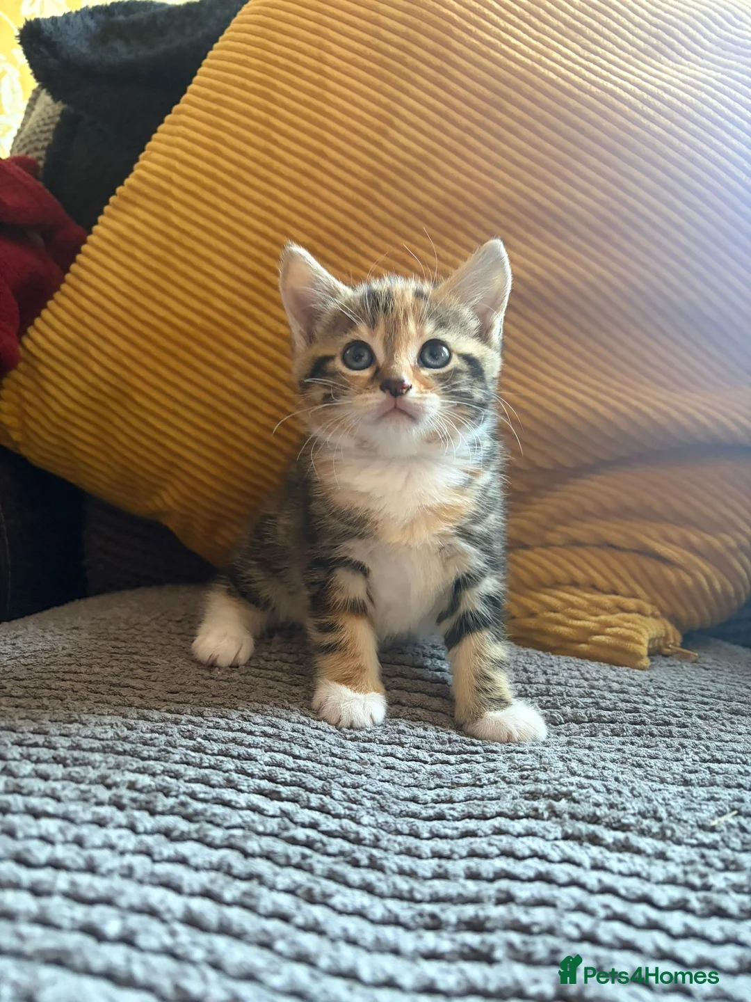 Mixed Breed cats for sale: Beautiful girl kittens in Ashford - Advert 2
