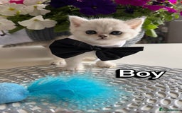 Scottish Fold cats for sale: 4 Scottish Straight Boys  - Image 5