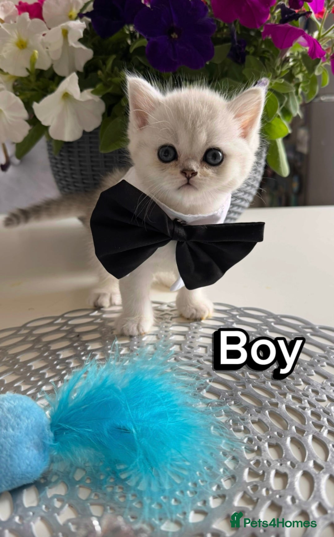 Scottish Fold cats for sale: 4 Scottish Straight Boys  - Image 5