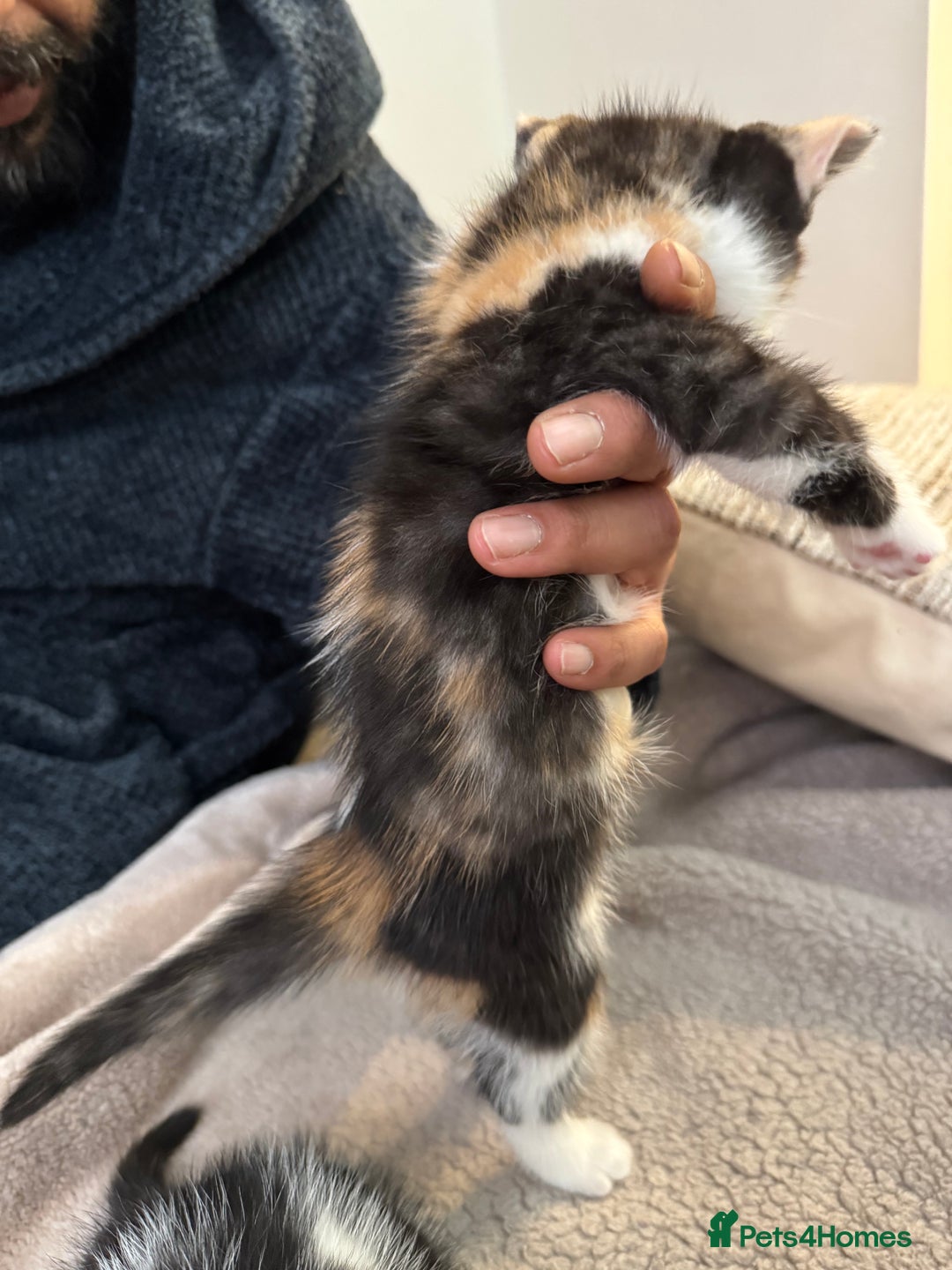 Bengal cats for sale: Bengal x British short hair kittens ready soon 15t - Advert 15