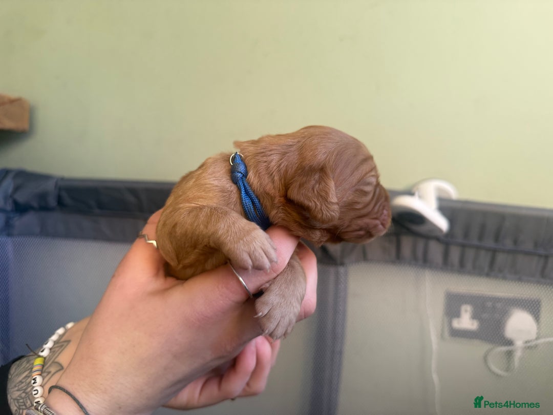 Cocker Spaniel dogs for sale: cocker spaniel puppy's - Advert 9