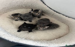 Mixed Breed cats for sale: Kittens for sale - Image 4