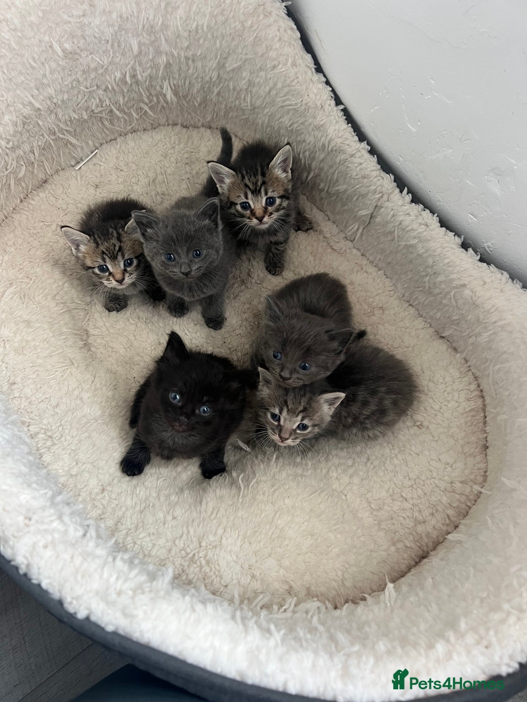 Mixed Breed cats for sale: Kittens for sale - Image 4
