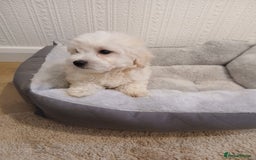 Maltipoo dogs for sale: Maltipoo puppies boy and girl available  - Image 4