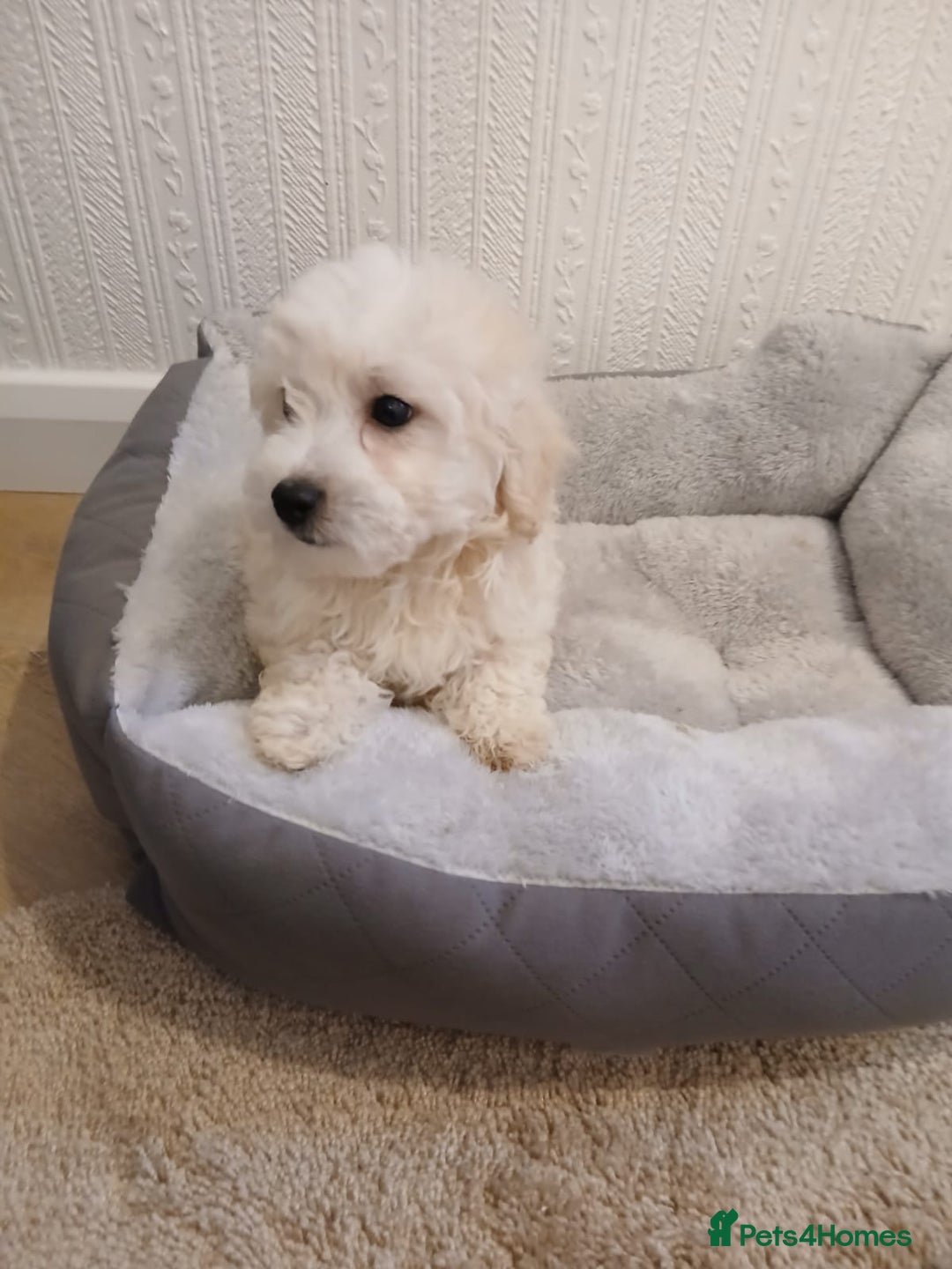 Maltipoo dogs for sale: Maltipoo puppies boy and girl available  - Image 4