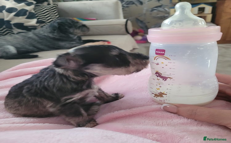Miniature Schnauzer dogs - Advert 11