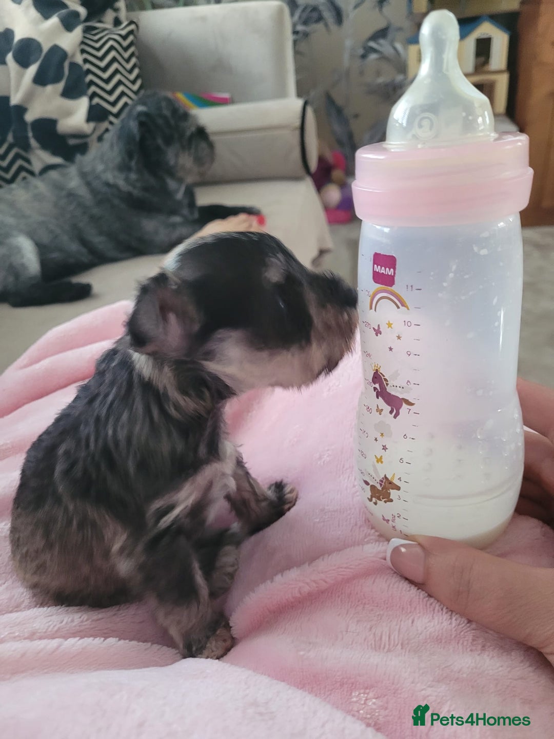Miniature Schnauzer dogs for sale: Ready now last beautiful girl - Image 1
