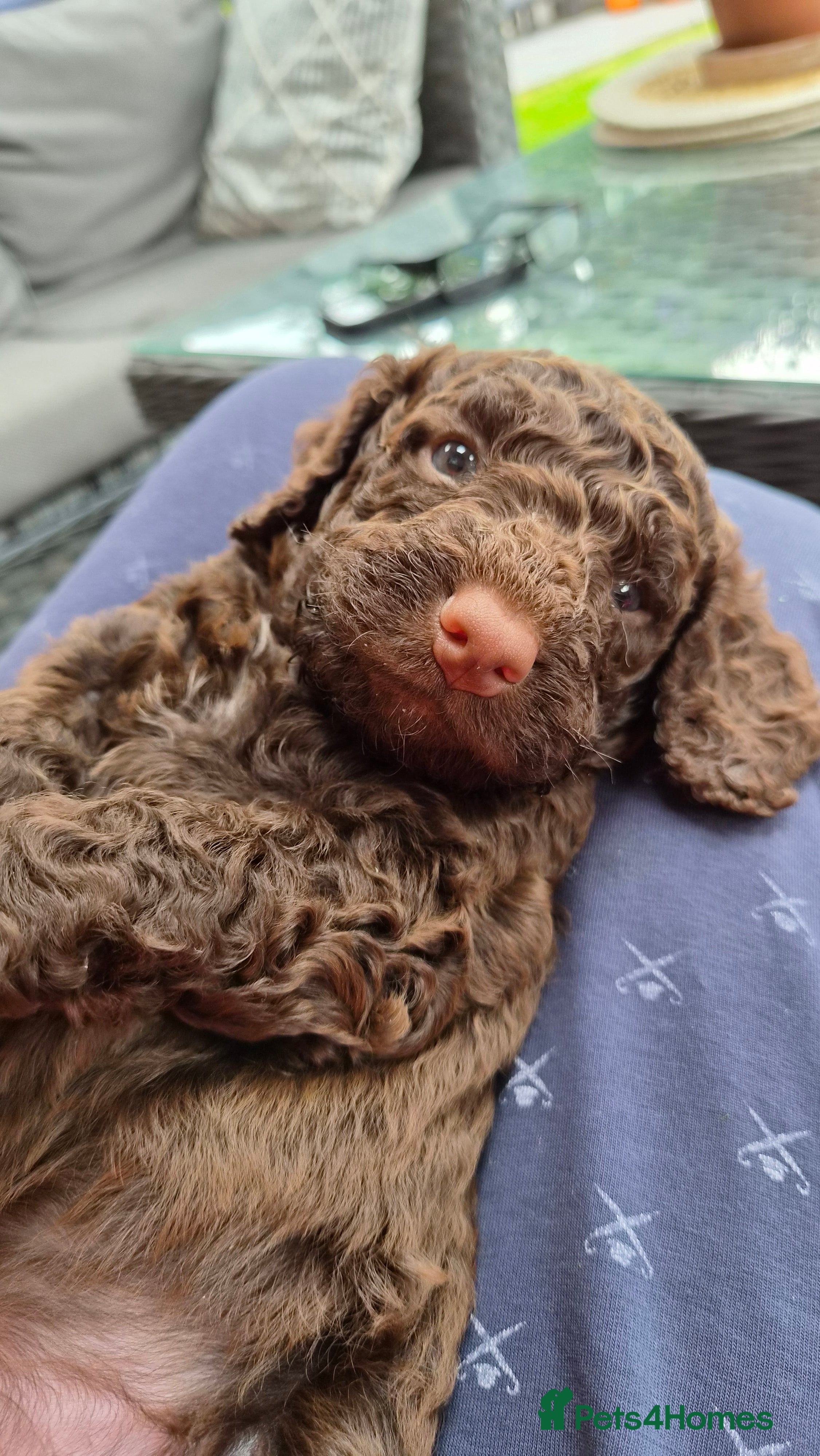 Cockapoo dogs Gorgeous Cockapoo Puppies Available forReservation - Advert 2