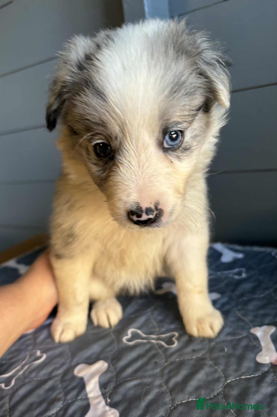 Border Collie dogs for sale: Stunning Border Collie Puppies - Image 6