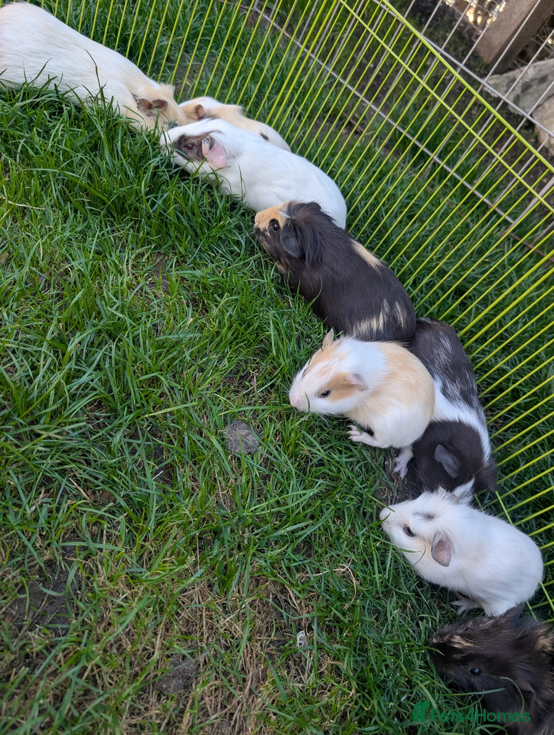 Guinea Pig rodents for sale: Baby guinea pigs ready now in Bakewell - Image 2